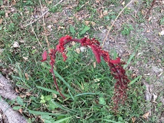 Chenopodium formosanum