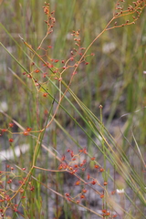 Drosera geniculata