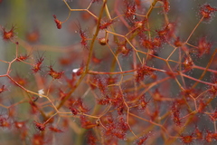 Drosera geniculata