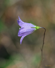 Campanula petiolata