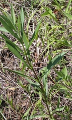 Eupatorium altissimum