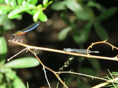 Platycypha caligata
