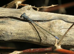 Pseudagrion salisburyense