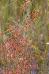 Drosera geniculata