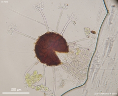 Erysiphe berberidis