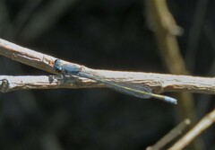 Pseudagrion salisburyense