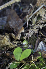 Corybas confusus