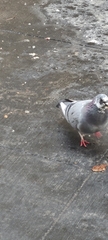Columba livia