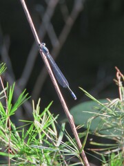 Pseudagrion salisburyense