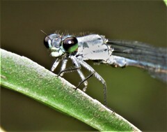 Pseudagrion salisburyense