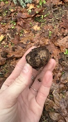 Pisolithus tinctorius