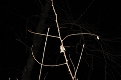 Zanthoxylum americanum