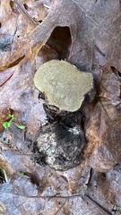 Pisolithus tinctorius