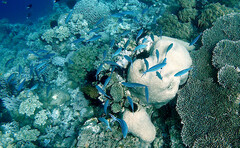 Caesio caerulaurea