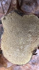 Pisolithus tinctorius