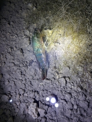 Mayaheros urophthalmus