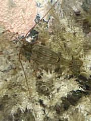 Palaemon affinis