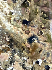 Spirobranchus cariniferus