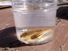 Etheostoma flabellare