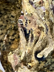 Spirobranchus cariniferus