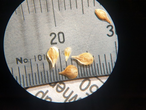 Troublesome Sedge — photo 1