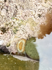Anthothoe albocincta