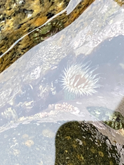 Anthothoe albocincta