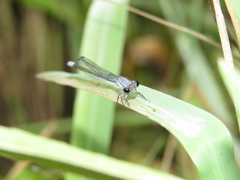 Pseudagrion salisburyense