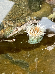 Anthothoe albocincta