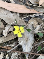 Goodenia hederacea