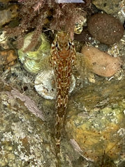 Bellapiscis medius