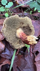 Xerocomellus diffractus