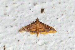 Prophantis adusta