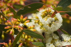 Eucalyptus oleosa