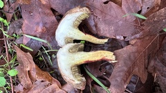 Xerocomellus diffractus