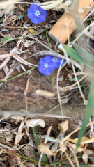 Evolvulus alsinoides