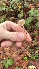 Cystolepiota seminuda