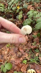 Cystolepiota seminuda