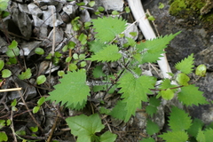 Urtica sykesii