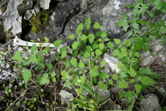 Urtica sykesii