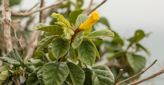 Handroanthus