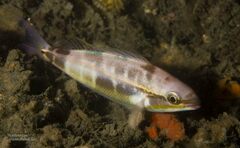 Pentapodus paradiseus