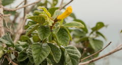 Handroanthus