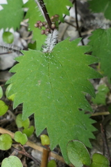 Urtica sykesii