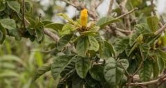 Handroanthus