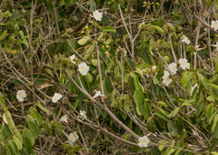 Tabebuia roseoalba