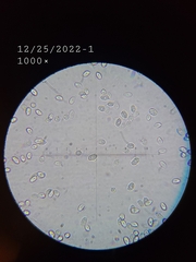 Tricholoma manzanitae