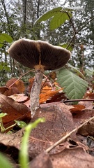 Stropharia