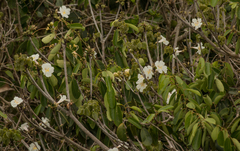Tabebuia roseoalba