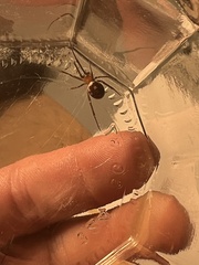Steatoda grossa